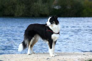 Chien de berger : Border collie