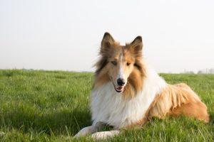 Chien de berger : Colley à poil long