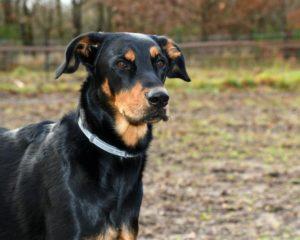 Chien de berger : le Beauceron