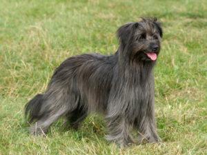 Chien de berger : Berger des Pyrenees