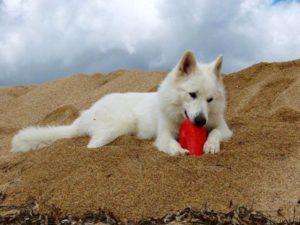 Chien de berger : Berger blanc suisse