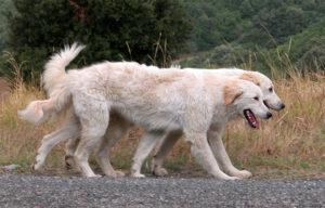 Chien de berger : Berger de Maremme et des Abruzzes