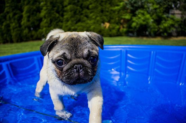 La première piscine pour chiens de France a ouvert ses portes Le