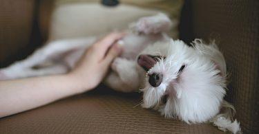 avoir un chien en appartement