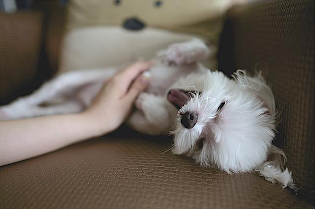 avoir un chien en appartement