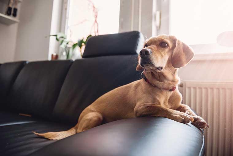 empêcher chien dormir canapé