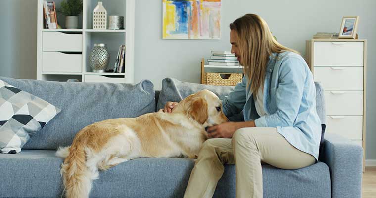 interdire accès canapé au chien