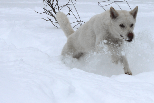 Chiens japonais : Kishu inu