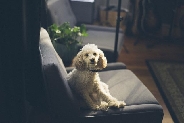 races de chien d'appartement