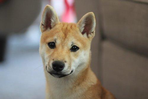 Chiens japonais : Shiba inu