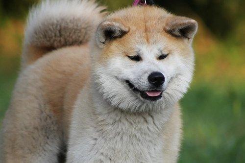 Chiens japonais : Akita inu