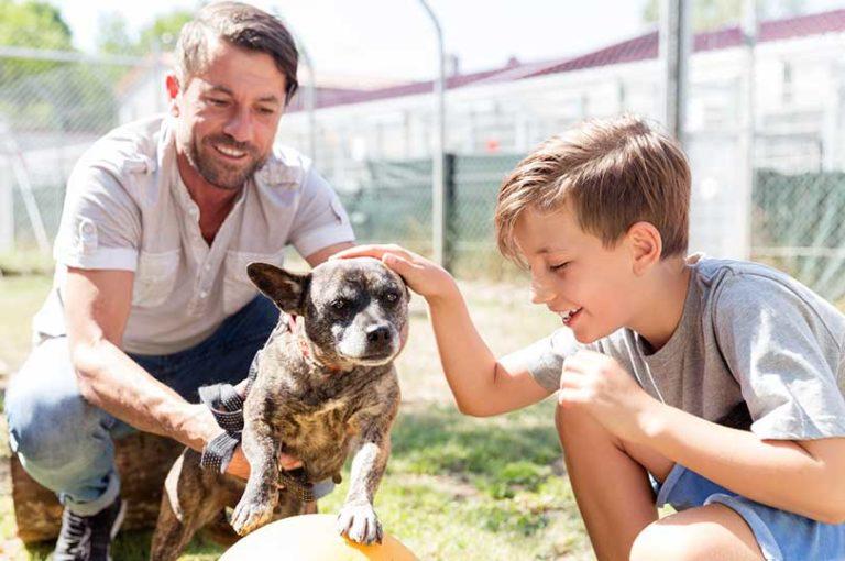 Adopter un chien adulte