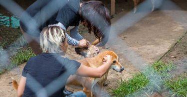 pourquoi adopter chien adulte