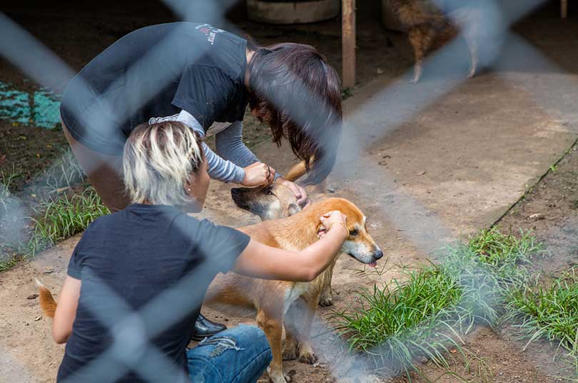 Chien Qui Vomit Apprendre à Reconnaître Le Vomissement