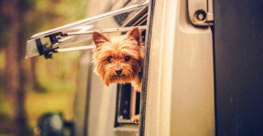 alimentation chien vacances