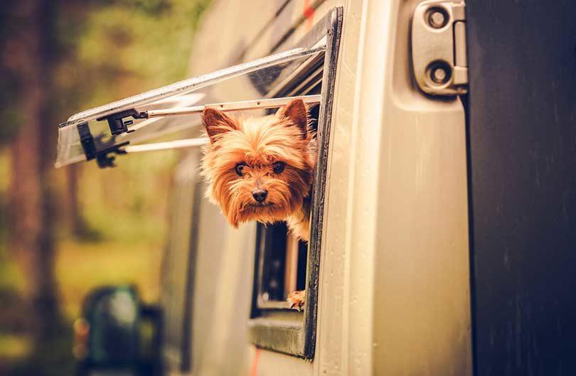 alimentation chien vacances