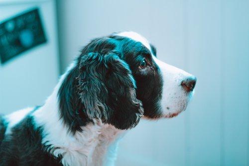 Prix d'une chimio et radiothérapie pour chien