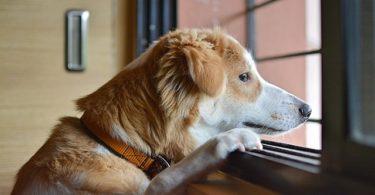 anxiété de séparation chez le chien