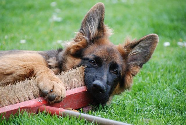 Chien qui mange tout