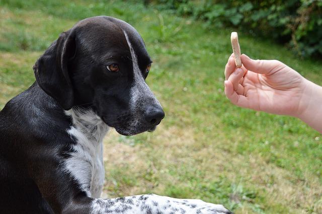 Eduquer le chien avec un système de récompense