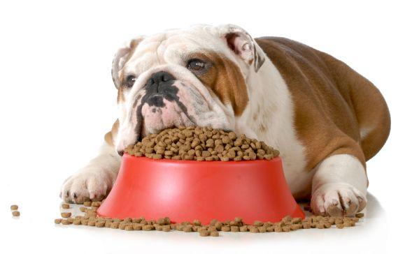 Alimento para perros sin cereales
