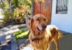 Taris de garde pour chien