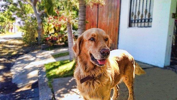 Taris de garde pour chien