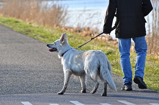 Pet-sitter pour chien