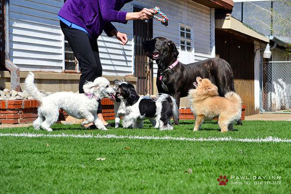 Pension pour chien