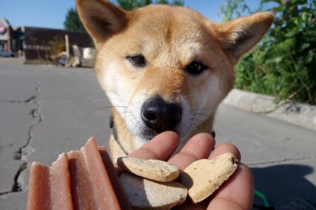 friandises pour chien