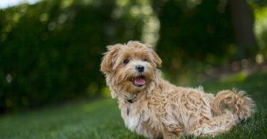 Budget pour la santé de son chien