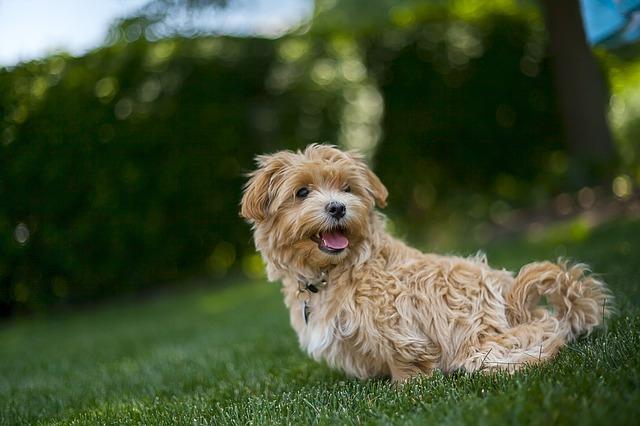 Budget pour la santé de son chien