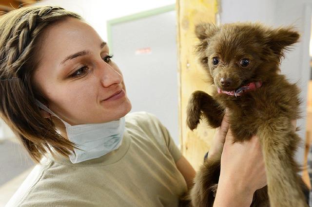 Gestiona el presupuesto sanitario de tu perro con un seguro