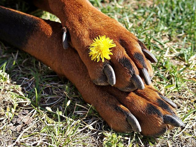 Choisir coupe ongles pour chien