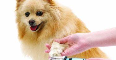 Coupe ongles pour chien