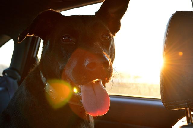 chien enfermé dans la voiture