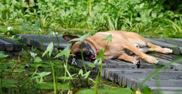 Coup de chaleur chez le chien