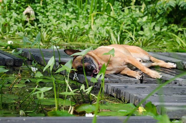 Coup de chaleur chez le chien