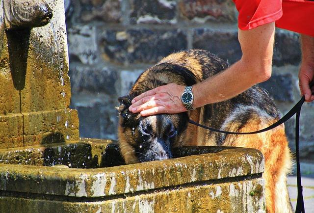 rafraîchir son chien