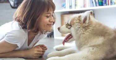 Prix d'un détartrage chez le chien