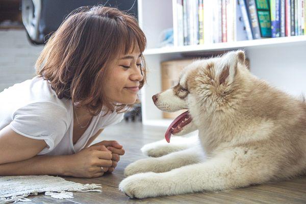 Prix d'un détartrage chez le chien