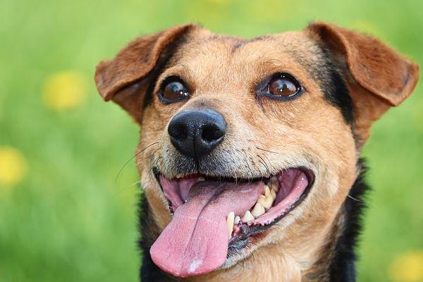 Le tartre chez le chien