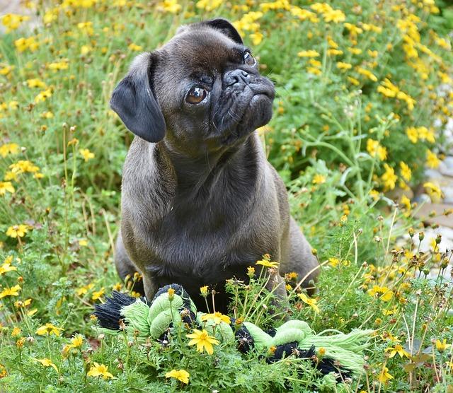 Chien qui n'obéit pas : problème de communication