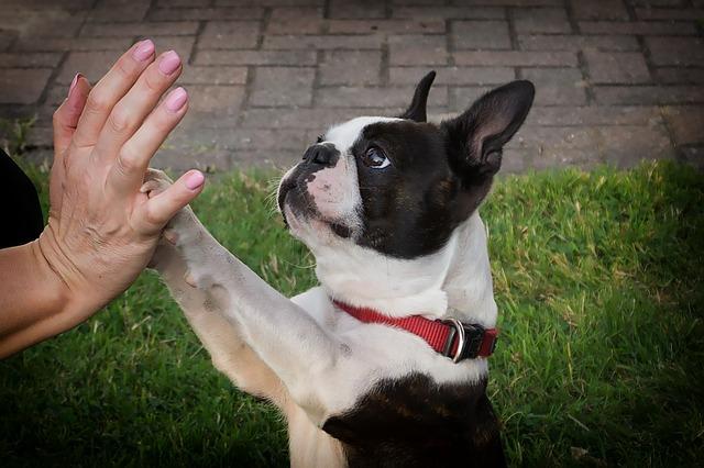 Chien qui n'obéit pas : instraller les relations de confiance