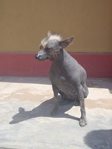 perro sin pelo peruano