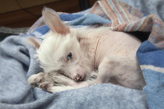 chiens qui ne perdent pas leurs poils : chien nu chinois 