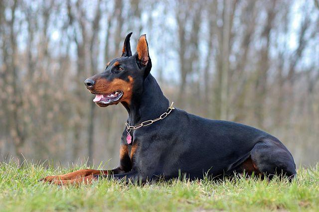 Le Doberman