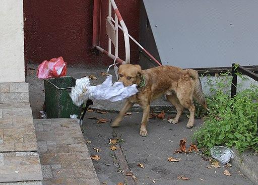 Chien qui mange dans une poubelle