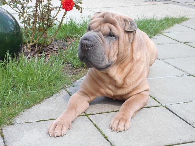 Chiens qui ne perdent pas leurs poils : Shar Pei