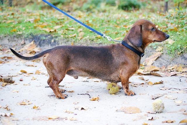 Chiens qui ne perdent pas leurs poils : Teckel